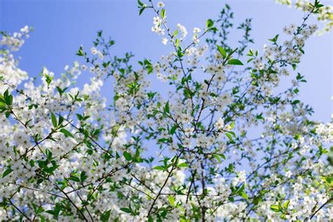 Wei E Blumen Bl Hen Kirsche Baum Unten Ansicht Obstgarten Bl Hen Im