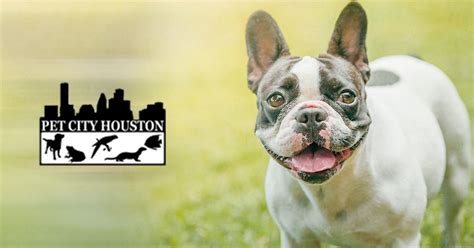 Pets For Sale | Browse Our Wide Selection of Pets | Pet City Houston