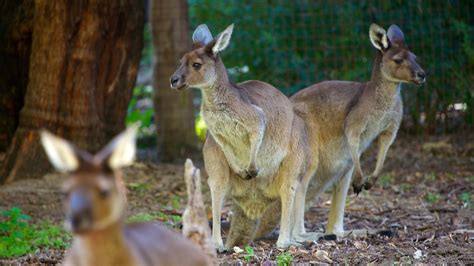 Perth Zoo In Perth Expediade