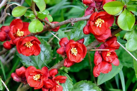 Fileygardener Quince Japonica Chaenomeles Japonica