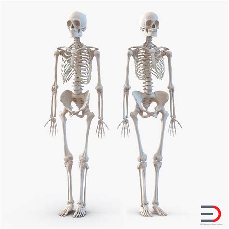 Human Male And Female Skeletons Collection 3d Model 199 3ds C4d Fbx Ma Obj Max Free3d