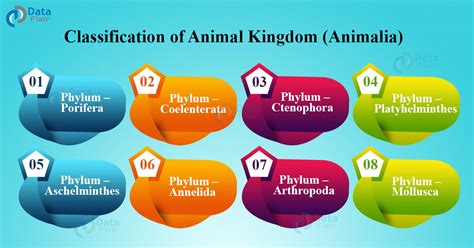 Classification of Animal Kingdom - DataFlair