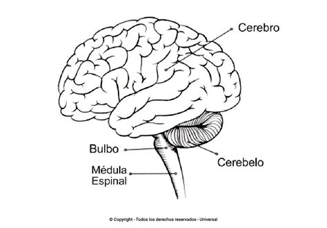 Los Mejores Dibujos De Cerebros Para Colorear ☀️ Todo Para Colorear