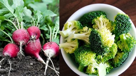 Low Calorie Vegetables For Healthy And Better Fitness