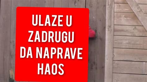 ULAZE U ZADRUGU DA NAPRAVE HAOS Totalno Ludilo U Rijalitiju Svi U