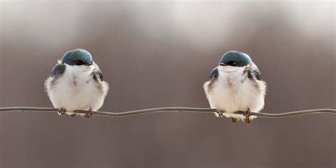 Psbattle Birds On A Wire R Photoshopbattles