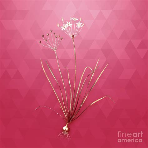 Vintage Allium Straitum In Gold On Viva Magenta Mixed Media By Holy