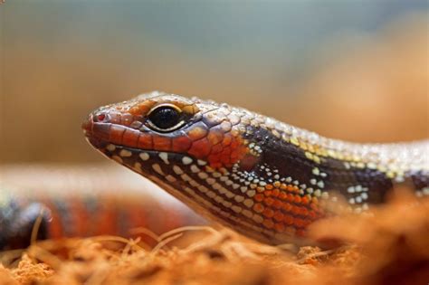 African Fire Skink Care Habitat Setup Diet Lifespan