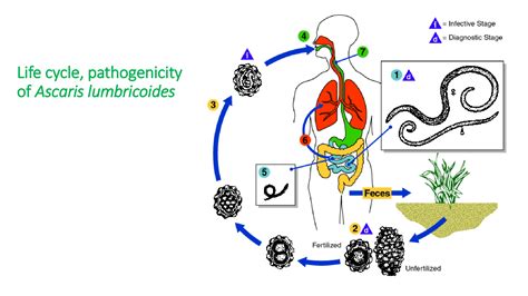 Solution Biology Life Cycle And Pathogenicity Of Ascaris Lumbricoides Porn Sex Picture