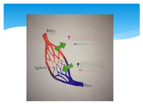 capillary bed Diagram | Quizlet