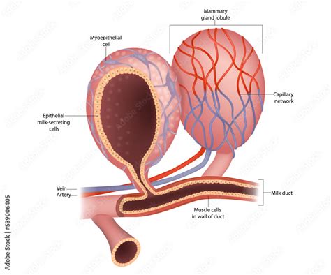 Plakat Mammary Gland Lobule And Anatomy Of The Breast Epithelial Milk