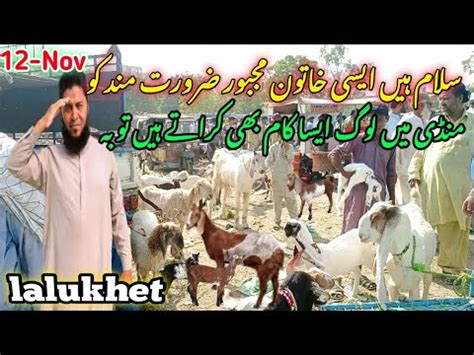 Lalukhet Bakra Mandi Latest Update Nov Bakra Mandi Goat Farm