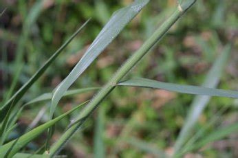 Guineagrass Everglades Research And Education Center University Of