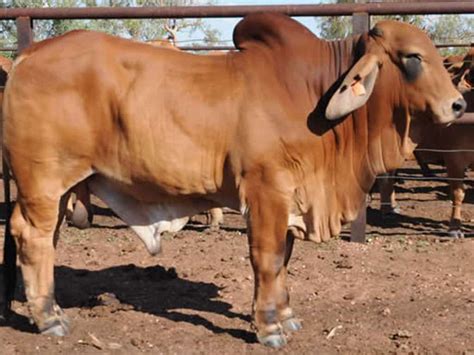 GIPSY PLAINS RUSTLER 7756 PS Gipsy Plains Brahmans