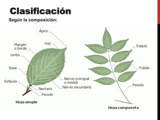 Anatomia Y Morfologia De La Hoja Pptx