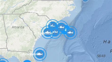 Large Great White Sharks Are Gathering Off South Carolina Satellite