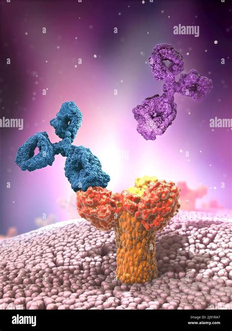 Antigen Antibody Reaction Animation