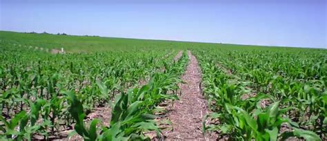 trail camera captures entire nebraska corn growing season agdaily