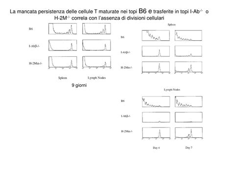 Ppt Cellule T Naive E Cellule T Della Memoria Sopravvivenza Negli