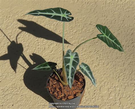 Photo Of The Entire Plant Of Elephant S Ear Alocasia Mythic Bambino