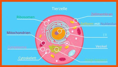 Menschliche Zelle Aufbau Arbeitsblatt Biologie Arbeitsbl Tter