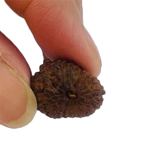 16 Mukhi Rudraksha At 6000 00 INR In Jaipur Rajasthan K Gems