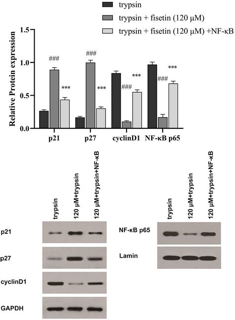 Fisetin Inhibits Trypsin Activity And Suppresses The Growth Of