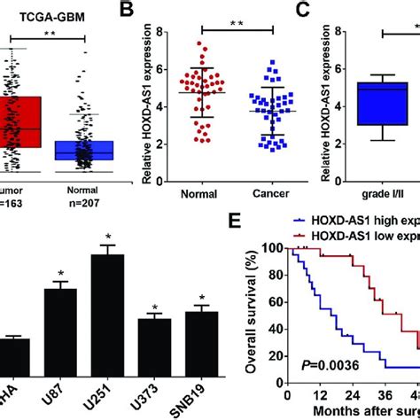 Hoxd As1 Was Upregulated In Glioma Tissues And Cell Lines A Tcga