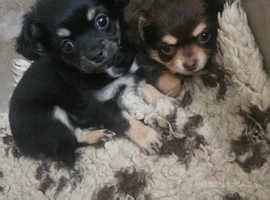 Long Haired Chihuahuas Puppies For Sale In Warminster On Freeads