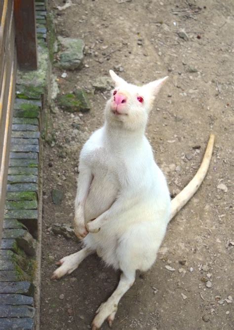 albino kangaroo | Animals, Albino, Kangaroo