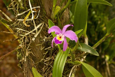 Purple Cattleya Labiata Orchid Flower Known As The Crimson Cattleya Or