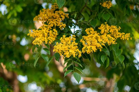 Close-up of Padauk flower blooming on the tree 2303813 Stock Photo at ...