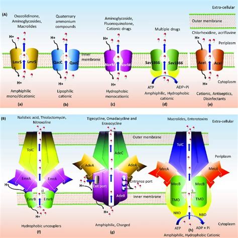 Pictorial Representation Of A Single Component Efflux System And B Download Scientific