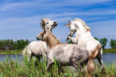 Court séjour équestre en Camargue entre terre et mer Cheval d Aventure