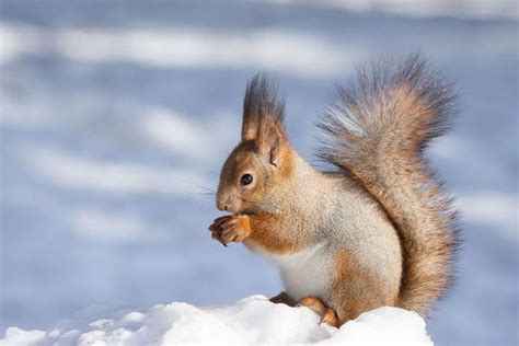 How To Keep Squirrels Out Of Deck Planters Decks By E3