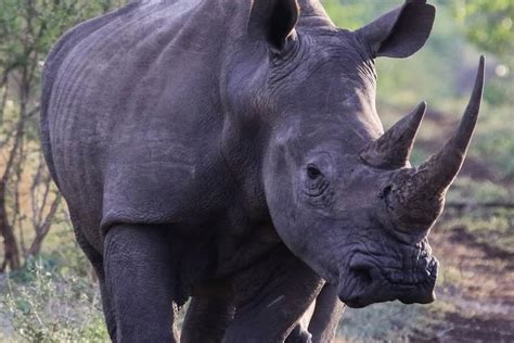 Community Rhino Conservation Initiative — Adventure Travel Conservation ...