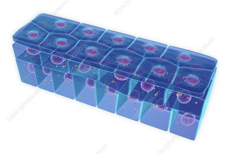 Stratified Squamous Epithelium Illustration Stock Image F