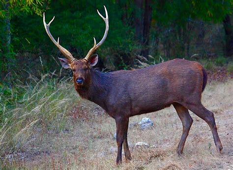 What Is A Sambar Deer · New Zealand Safaris