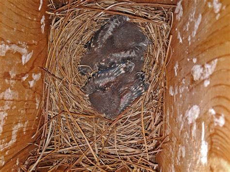 Eastern Bluebird Chicks Two Eggs Remain Unhatched Beneath Flickr