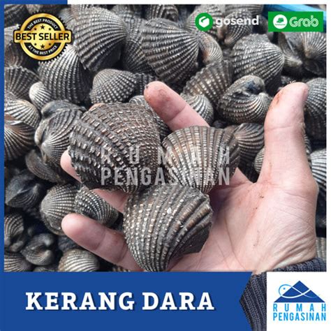 Jual FRESH KERANG DARA SEGAR BESAR 1Kg Kerang DARAH Hidup Fresh