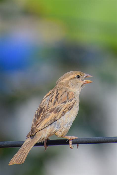 Kostenlose Foto Vogel Schnabel Zweig Feder Singvogel Holz