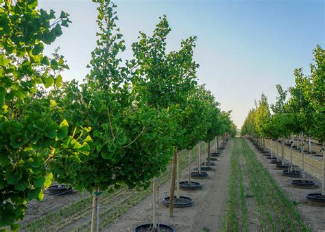 Princeton Sentry Ginkgo Tree Garden Gate Nursery