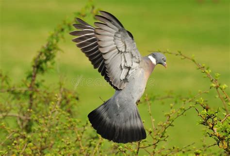 Woodpigeon In Flight Columba Palumbus Stock Image Image Of Palumbus