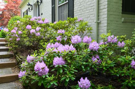 Zone Five And A Half How Or When To Trim Rhododendrons Snap