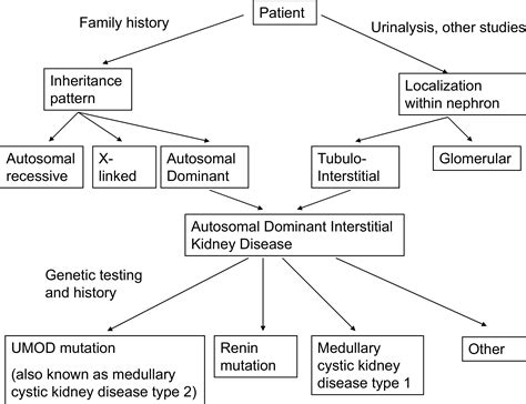 Kidney Hereditary Disease at Charles Blackshear blog