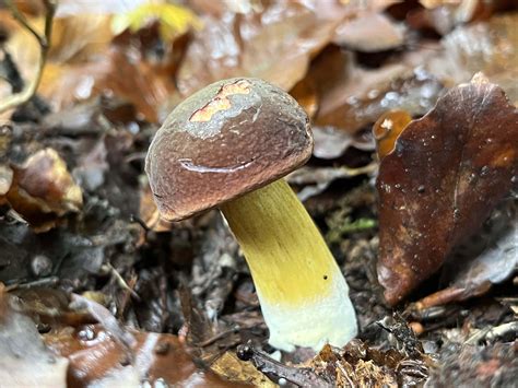 Boletus Auripes The Ultimate Mushroom Guide