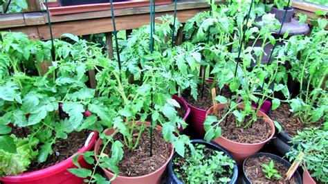 How to Care for Roma Tomato Plants - Back Gardener