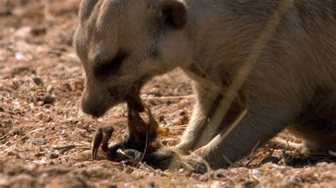 meerkat | Characteristics, Habitat, Diet, Behavior, & Facts | Britannica