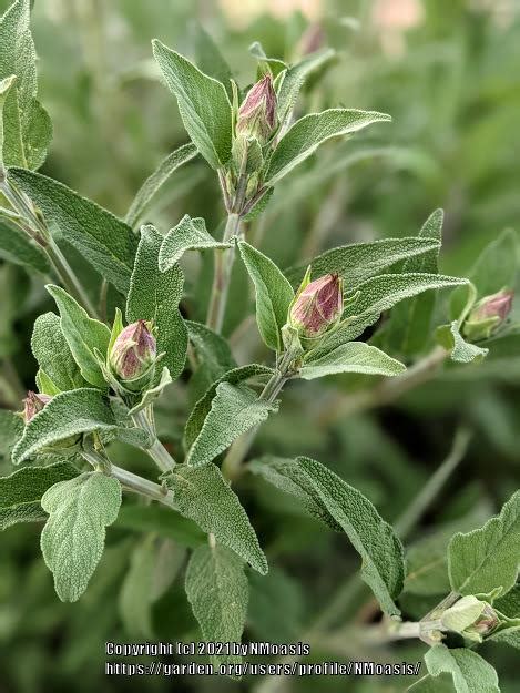 Photo Of The Closeup Of Buds Sepals And Receptacles Of Culinary Sages