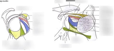 ligaments reinforcing capsule Diagram | Quizlet